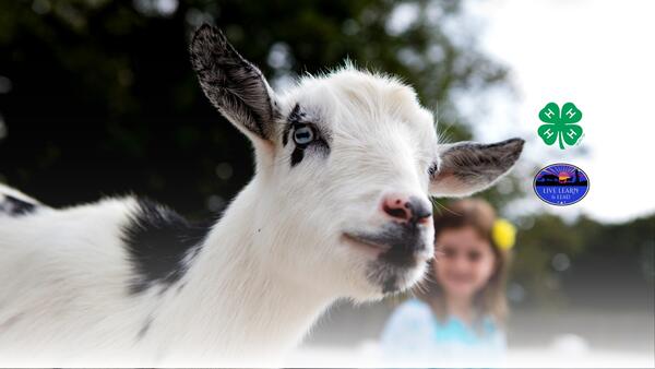 girl in background watching white and black goat in foreground